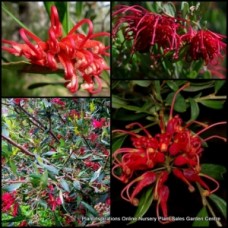 Grevillea Splendour x 1 Red Deep Pink Flowering Native Garden Plant Shrubs Hardy Drought Frost Bird Attracting splendor speciosa shiressii Hedge