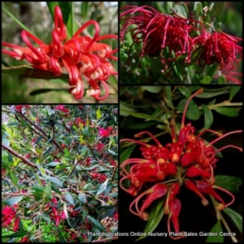 Grevillea Splendour x 1 Red Deep Pink Flowering Native Garden Plant Shrubs Hardy Drought Frost Bird Attracting splendor speciosa shiressii Hedge