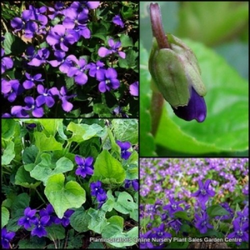 Sweet Violet Single Purple x 1 Plant Scented Groundcover Flowers Shade Cottage Garden Herbal English Hanging Basket Viola odorata 