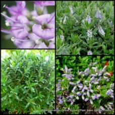 Hebe Wiri Image 1 Plants Mauve Flowering Hedge Shrubs 