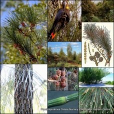 Black Sheoak x 1 Plants Australian Native Trees Pines Shrubs Weeping Flowering Bird Attracting Hardy Drought Frost Salt Tolerant Allocasuarina littoralis