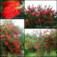 Lemon scented Crimspon Bottlebrush 1 Plants Red Flowering Callistemon citrinus