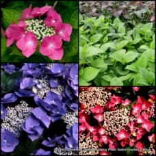 Hydrangea Fasan 1 Plants Lacecap Shade Flowers macrophylla