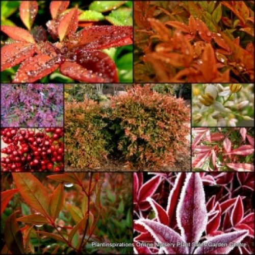 Nandina x 1 Plants Japanese Sacred Bamboo Colourful Tall Shrubs Hardy Hedge Border Screening Rockery Cottage Garden domestica