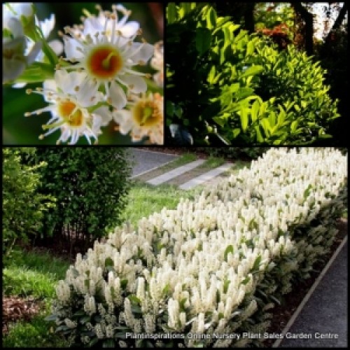 Cherry Laurel Otto Luyken x 1 Plants Dwarf Scented White flowering Border Hedging Plants Shrubs Patio Courtyard Garden Prunus laurocerasus