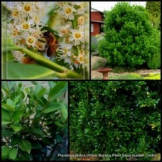 Bay Leaf Trees x 1 Laurus nobilis Herbs Spice Laurel Hardy Plants Screening Hedge Cottage Garden Culinary Herbal Leaves