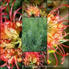 Grevillea Winpara Gold x 1 Plant Yellow Red Flowering Native Shrubs Hardy Hedging Screening Screen Hedge Border Bird Attracting thelemanniana