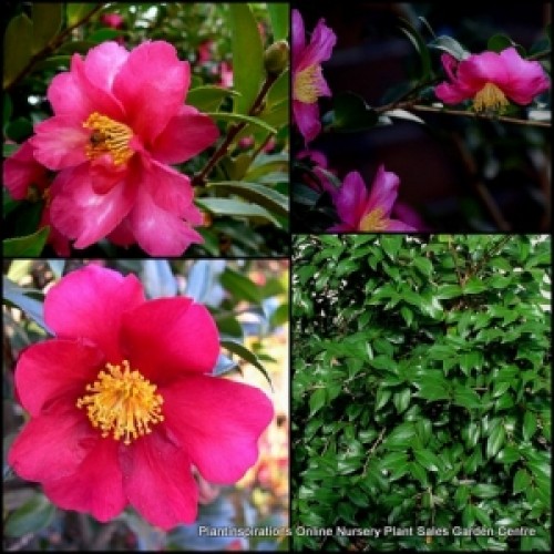 Camellia Hiryu  x 1 Sun Tolerant sasanqua Single Deep Pink to Red Flowering Garden Plants Shrubs/Small trees Also Shade Kanjiro hiemalis 