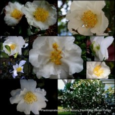 Camellia Setsugekka x 1 Plants Ruffled White Petals Yellow Centres Anemone Flowers Full Sun Shade Garden Shrubs Small Trees sasanqua