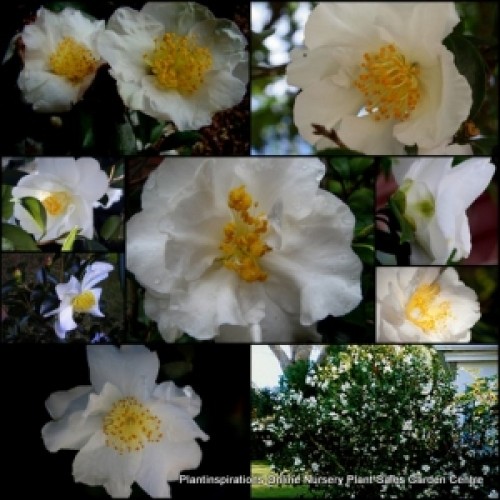 Camellia Setsugekka x 1 Plants Ruffled White petals Yellow centres Anemone Flowers Full sun/shade Garden shrubs Small trees sasanqua