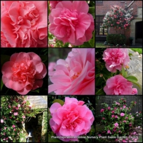 Camellia Debbie x 1 Pink Double Flowering Fragrant Peony Flowers japonica x williamsii Shade Cottage Garden Shrubs Courtyard Patio etc