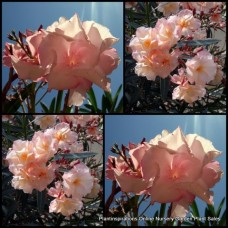 Oleander Mrs Roeding x 1 Plant Double Apricot Flowering Nerium Plants Cottage garden Hedging Shrubs Very hardy Drought frost resistant