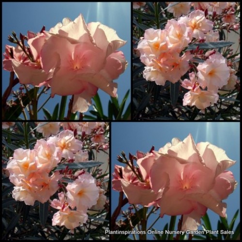 Oleander Mrs Roeding x 1 Plant Double Apricot Flowering Plants Garden Hedging Shrubs Hardy Drought Frost Nerium