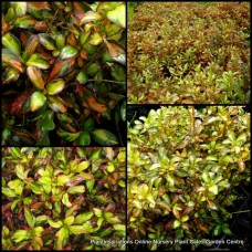 Coprosma Evening Glow Foliage x 1 Plant Hardy Mirror Bush Foliage Plants Hedge Groundcover Hedging Border Rockery repens