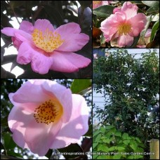 Camellia Plantation Pink x 1 Sun Tolerant sasanqua Semi Flowering Garden Plants Shrubs/Small trees Also Shade Screen Border Courtyard Balcony 