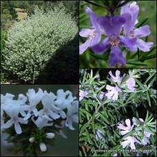 Westringia Mixed Plants x 10 Coastal Rosemary 3 Types Native Hardy Flowering Shrubs Hedge Bush Screen Pack