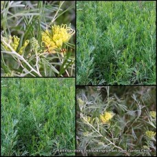 Grevillea Lemon Supreme x 1 Plants Australian Native Garden Shrubs Yellow Flowering Hedge Hardy Drought Frost Tough Bird Attracting thelemanniana olivacea