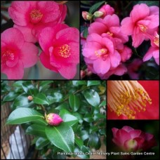 Camellia Gay Baby x 1 Plants Pink Flowering Shrubs Hedge Light Sun Shade Flowering Patio Balcony Cottage Garden japonica