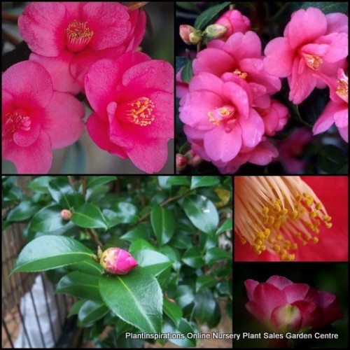 Camellia Gay Baby x 1 Pink Flowering Plants Shrubs Hedge Light Sun/Shade Flowering Patio Balcony Cottage Garden japonica