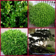 Japanese Box Hedge x 1 Plants Hedging Shrubs Buxus Border Rockery Topiary Bonsai Garden Patio Pot Balcony microphylla japonica