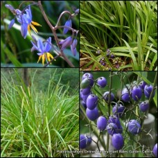 Dianella Native Smooth Flax Lily x 1 Grass Garden Plants Strap Foliage Blue Flowering Berries Flowers Hardy Drought Frost Shade longifolia