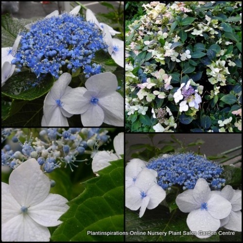 Hydrangea Veitchii 1 Plants Lacecap Large flowering shrubs Hydrangea Veitchii 1 Plants Lacecap Large flowering shrubs