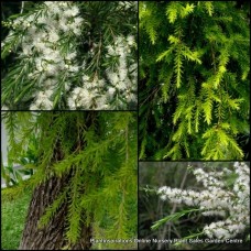 Melaleuca Revolution Green x 1 Plant Native Shrubs White Cloud Flowering Hardy Hedge Bush Rockery Border Garden bracteata
