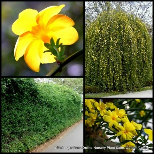 Japanese Jasmine Primrose x 1 Plants Yellow Flowering Messy Cottage Garden Screen Screening Rambler Arbor Climber Jasminum mesnyi