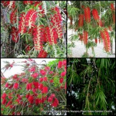 Bottlebrush Hannah Ray x 1 Plant Red Flowering Native Plants Trees Weeping Hedge Bird Attracting Hardy Drought Tough Callistemon viminalis