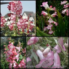 Penstemon Pink Cloud 1 Plants Bearded Tongue Shrubs hybrid