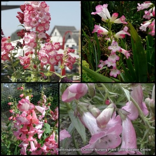 Penstemon Pink Cloud 1 Plants Bearded Tongue Shrubs hybrid