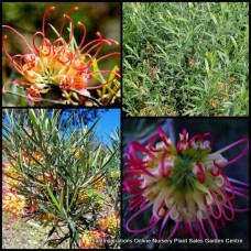 Grevillea Flora Mason x 1 Plant Australian Native Garden Plants Shrubs Bush Yellow Pink Flowering Hedge Hardy Drought Frost Bird Attracting pinaster x olivacea