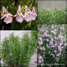 Rosemary Pink 1 Plants Herb Garden Rosmarinus officinalis rosea Shrubs