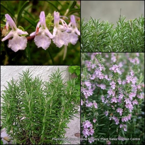 Rosemary Pink x 1 Plant Herbs Scented Cottage Garden Groundcover Flowering Plants Shrubs Hedge Border Edible Hardy Rosmarinus officinalis rosea