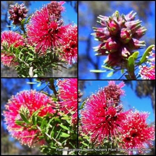 Kunzea Scarlet Compact 1 Plants Dwarf Shrubs baxteri Red Flowers