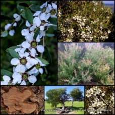Leptospermum Coastal 1 Plants Tea Tree Hardy Native laevigatum