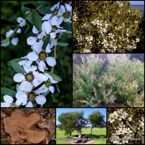 Leptospermum Coastal x 1 Plants Tea Tree Hardy Native Flowering Screening Border Garden Trees laevigatum