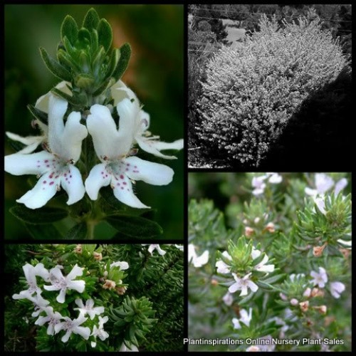 Westringia White x 1 Plant Coastal Rosemary Hardy Native Plants Hedge Flowering Garden Shrubs Rockery Border Hedging fruticosa