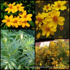Copper Canyon Daisy x 1 Plants Mexican Mountain Marigold Hardy Hedge Hedging Yellow Flowering Flowers Tagetes lemmonii