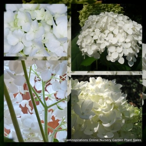Hydrangea White Swan Le Cygne x 1 Flowering Shrubs Mophead Hydranga macrophylla Cottage Garden Plants Hardy 