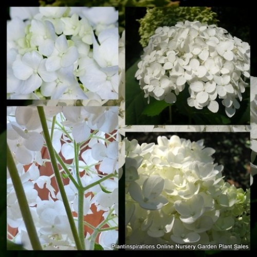 Hydrangea White Knight Obsidian 1 Plants Shade Shrubs Mophead