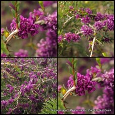 Melaleuca Violet Paperbark x 1 Purple flowering Shrubs plants violacea