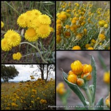 Yellow Buttons x 1 Plants Common Everlasting Hardy Native Yellow Gold Flowering Garden Grass Shrubs Chrysocephalum apiculatum