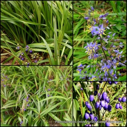 Dianella Tasmanian Flax Lily x 1 Blue Flowering Lilly Plants Australian Native Grasses Border Shade Berries Hardy Drought Frost Tolerant tasmanica