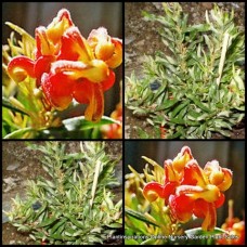 Grevillea Bonnie Prince Charlie x 1 Plant Australian Native Garden Plants Shrubs Red Golden Flowering Hardy Tough Bird Attracting rosmarinifolia x alpina