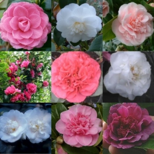 Camellia x 4 Mixed plants 4 Types Pink/White/Red/Yellow Flowering Shade Cottage Garden Shrubs/Small trees Hedge Border Screen