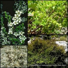 Leptospermum Groundcover x 1 Plants Tea Tree Native Garden Shrubs White Flowering Hardy Drought Frost horizontalis