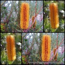 Banksia Gold x 1 Plants Heath Leaved Native Shrubs Yellow Flowering Cones Garden Hardy Drought Resistant Bird Attracting Flowers ericifolia