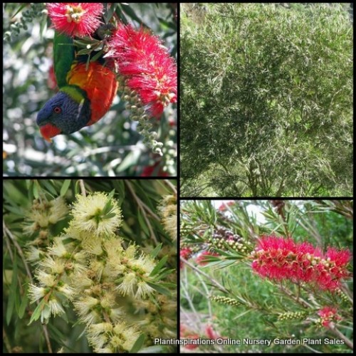 Bottlebrush River x 1 Plant Alpine Crimson Native Plants Shrubs Trees Red Bottle Brush Hardy Callistemon sieberi Melaleuca paludicola