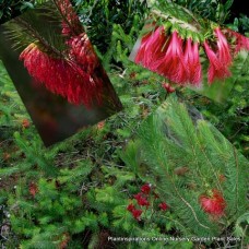Red One Sided BottleBrush 1 Plants Calothamnus quadrifidus Crimson